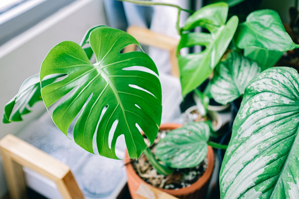 Monstera rastie ako divá! Stačila rada mojej mamy a môj dom vyzerá ako džungľa