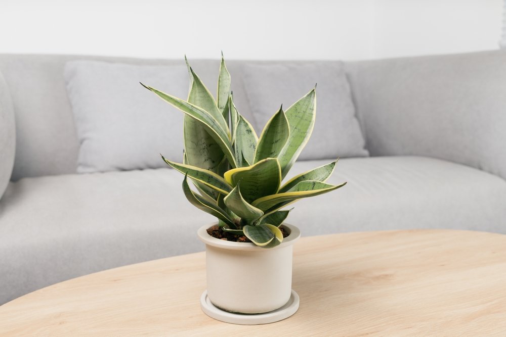 Používajte na zalievanie raz za mesiac. Sansevieria bude plodná Používajte na zalievanie raz za mesiac. Sansevieria bude plodná