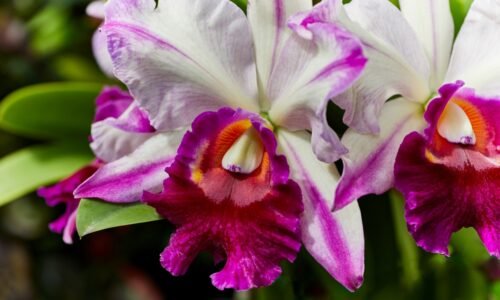Táto odroda orchideí vonia najkrajšie. Musíte ich mať na parapete