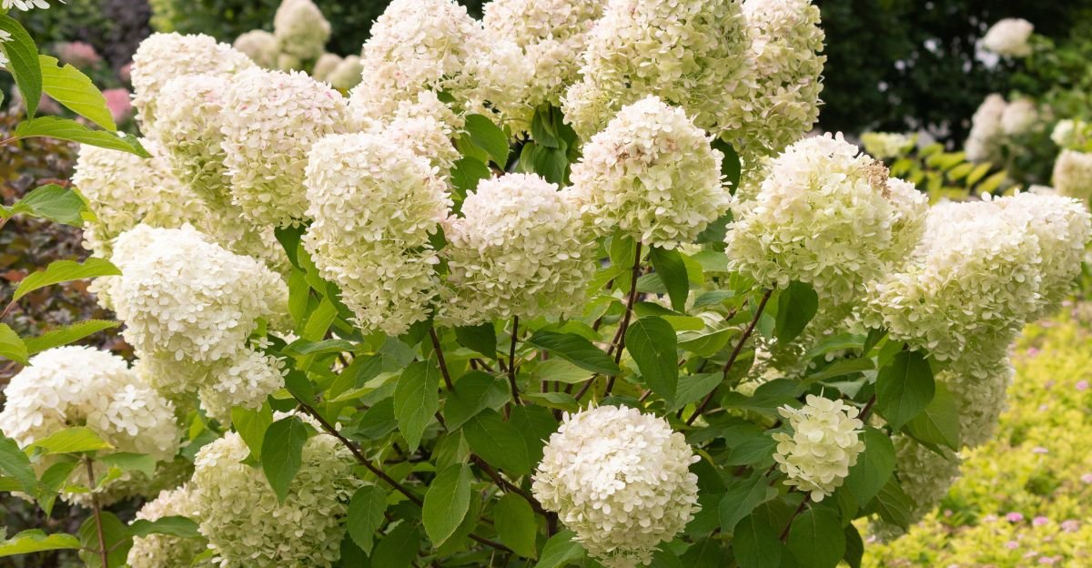 Ako sa správne postarať o hortenzie, aby nám vyrástli nádherné kríky? Tento recept na bujné kvitnutie si zapamätajte! ( Cloned ) Ako sa správne postarať o hortenzie, aby nám vyrástli nádherné kríky? Tento recept na bujné kvitnutie si zapamätajte! ( Cloned )