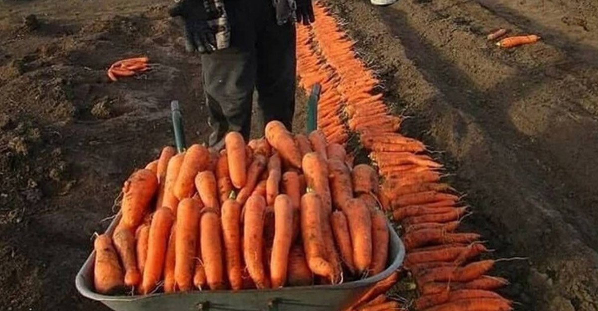 Ani som nevedel, aká veľká a chutná mrkva môže narásť! Posypal som ju medzi riadkami tým najjednoduchším hnojivom Ani som nevedel, aká veľká a chutná mrkva môže narásť! Posypal som ju medzi riadkami tým najjednoduchším hnojivom