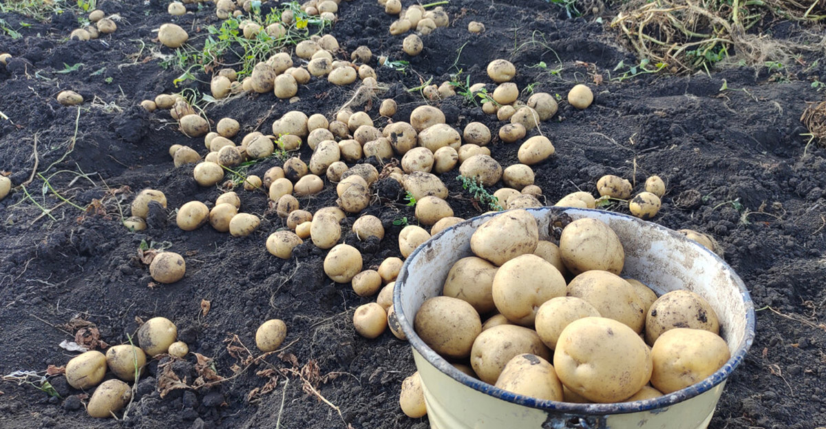 Kedy je najlepší čas na zber zemiakov podľa lunárneho kalendára? Tieto dátumy si zapíšte!