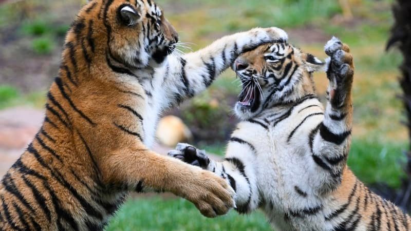 Chvíle hrůzy v australském zábavním parku: Krotitelku napadl tygr, skončila v krvi Chvíle hrůzy v australském zábavním parku: Krotitelku napadl tygr, skončila v krvi
