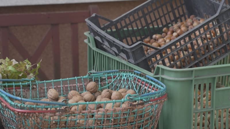 Vlašských ořechů je málo, ceny porostou. Špatná úroda zřejmě prodraží i vánoční cukroví Vlašských ořechů je málo, ceny porostou. Špatná úroda zřejmě prodraží i vánoční cukroví