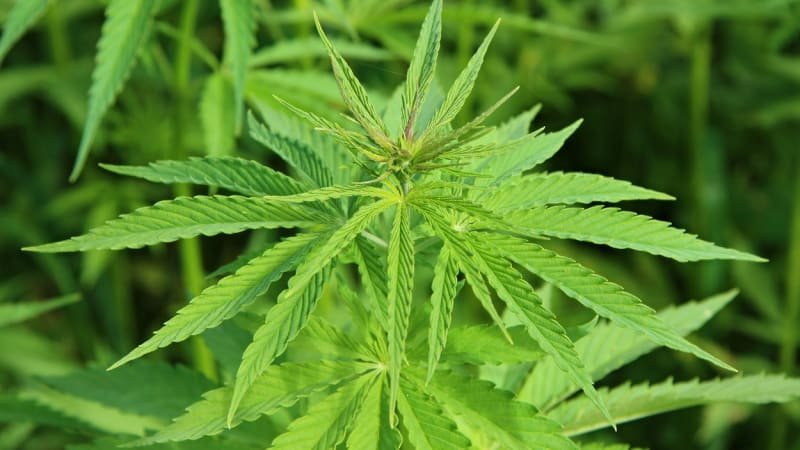 Legalizace konopí: Mít tři rostliny pro vlastní potřebu nebude problém, navrhuje ministerstvo Legalizace konopí: Mít tři rostliny pro vlastní potřebu nebude problém, navrhuje ministerstvo