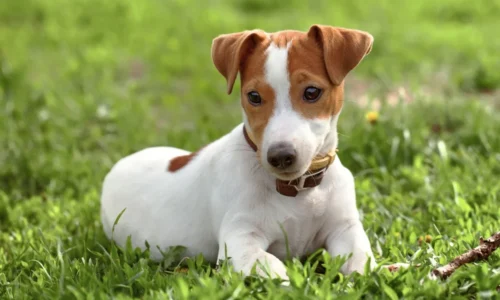 Jack Russell – čo musíte vedieť pred jeho obstaraním?