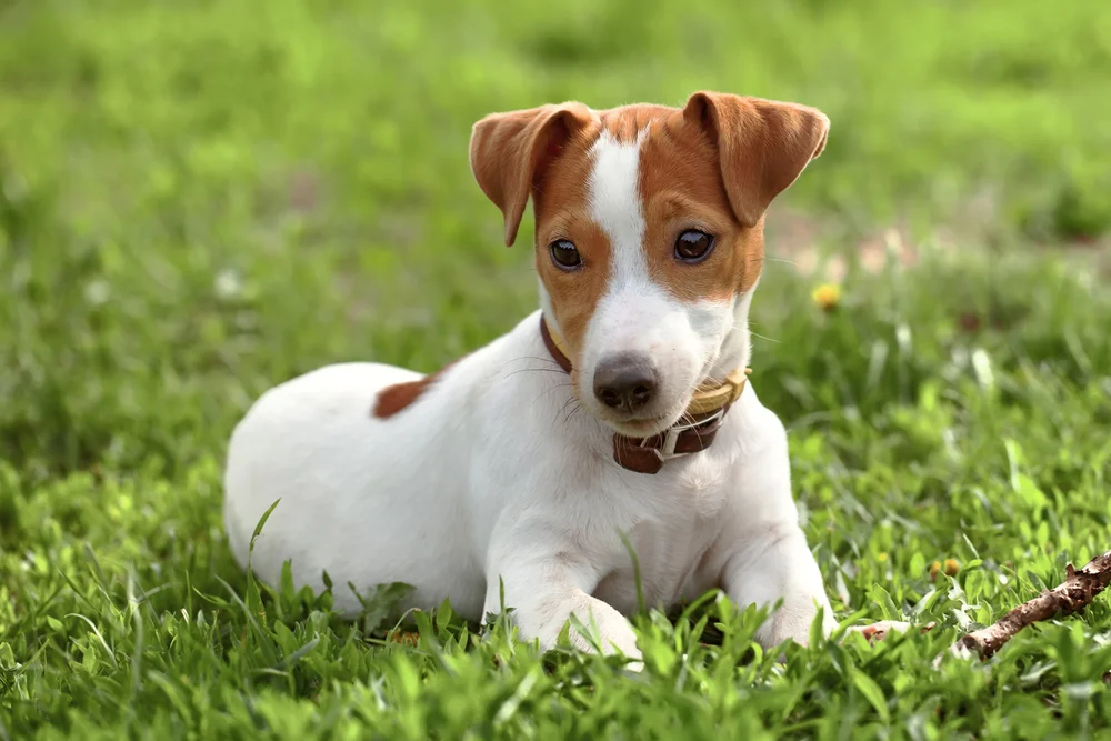 Jack Russell – čo musíte vedieť pred jeho obstaraním? Jack Russell – čo musíte vedieť pred jeho obstaraním?