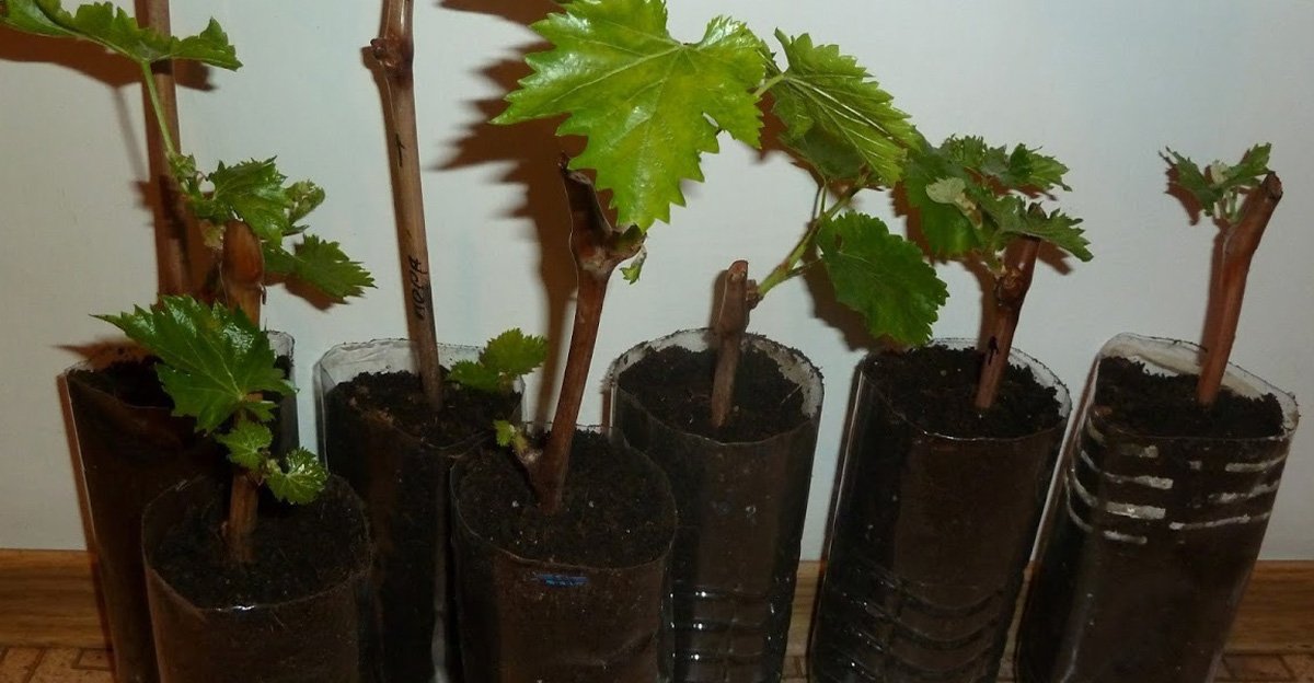 Vinič si veľmi jednoducho rozmnožíte sami! Osvedčil sa mi tento geniálny trik s pilinami Vinič si veľmi jednoducho rozmnožíte sami! Osvedčil sa mi tento geniálny trik s pilinami