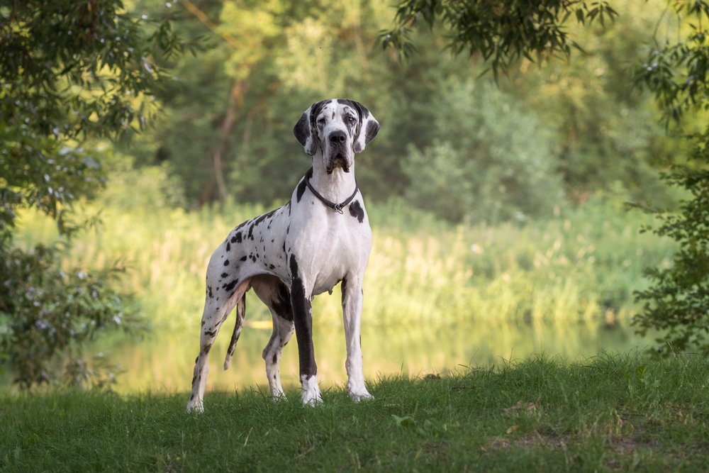 Doga – čo musíte vedieť pred jej obstaraním? Doga – čo musíte vedieť pred jej obstaraním?