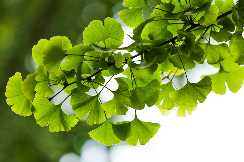 Gingko biloba – pestovanie, liečivé účinky a užívanie