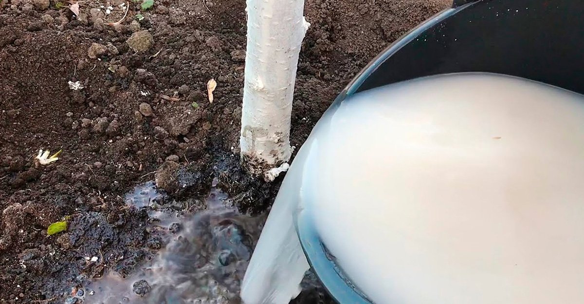 Budúcoročná úroda jabĺk sa začína tvoriť už na jeseň. Pripravte vašu jabloň na zimu a doprajte jej dostatočnú výživu Budúcoročná úroda jabĺk sa začína tvoriť už na jeseň. Pripravte vašu jabloň na zimu a doprajte jej dostatočnú výživu