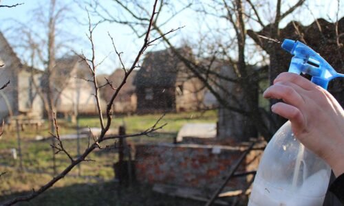 Postarajte sa na jeseň o svoje OVOCNÉ stromy a odvďačia sa vám budúcoročnou úrodou! Toto sú tajné tipy profesionálov
