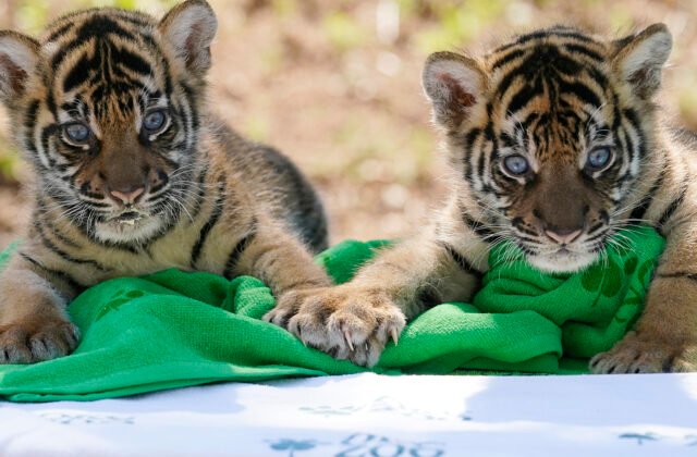 201794_endangered_sumatran_tiger_cubs_18851-640x420.jpg V zoo vo Vroclave oslavujú narodenie štyroch mláďat tigra sumatrianskeho