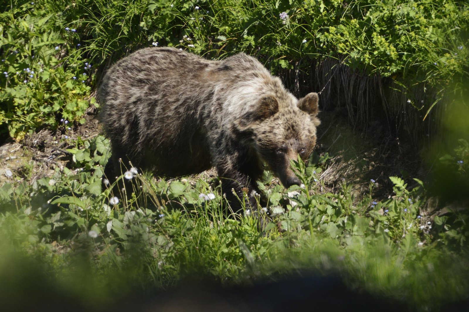 Necelý kilometer od miesta smrteľného útoku medveďa našli aktivisti vnadisko Necelý kilometer od miesta smrteľného útoku medveďa našli aktivisti vnadisko
