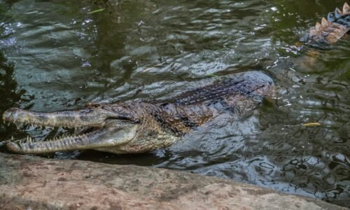 Obří krokodýl stáhl šestiletou Cecelii pod vodu. Při pitvě predátora se našly hrůzné důkazy