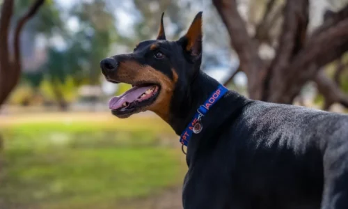 Doberman – čo musíte vedieť pred jeho zaobstaraním?