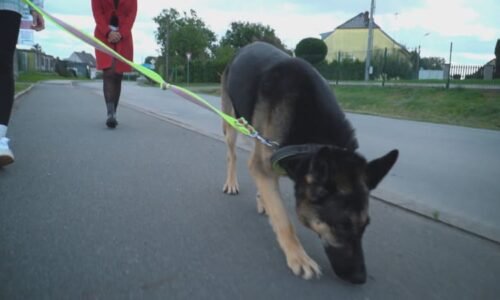 Zaštěkání psa přišlo majitele v Klatovech draho. Žena se po leknutí zranila, dostane statisíce