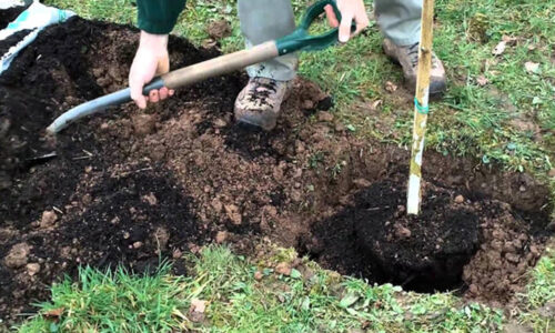 Ovocné dreviny sú tým najlepším, čo si môžete dopriať. Tieto stromy a kríky môžete ešte teraz na poslednú chvíľu vysadiť