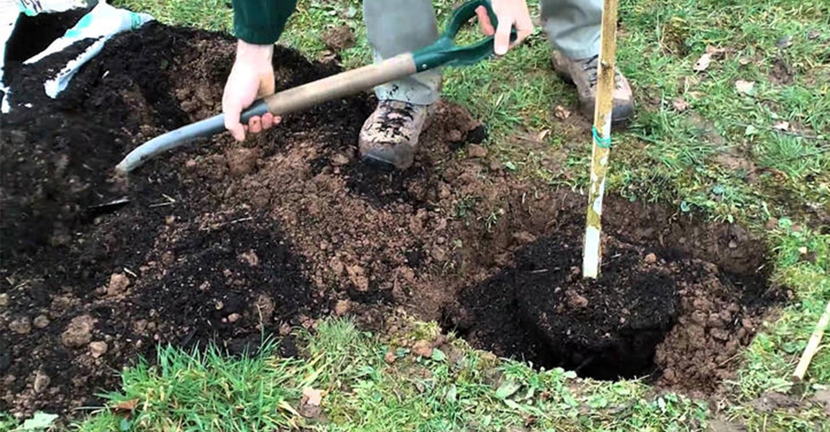 Ovocné dreviny sú tým najlepším, čo si môžete dopriať. Tieto stromy a kríky môžete ešte teraz na poslednú chvíľu vysadiť