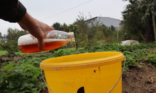 Ako pripraviť moje jahody na zimu? Niekoľko jednoduchých postupov vám môže znásobiť úrodu na ďalší rok