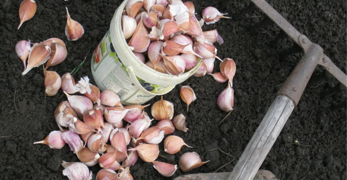 Podľa lunárneho kalendára sú v tomto roku na zimnú výsadbu CIBULE a CESNAKU najvhodnejšie tieto dátumy! Podľa lunárneho kalendára sú v tomto roku na zimnú výsadbu CIBULE a CESNAKU najvhodnejšie tieto dátumy!