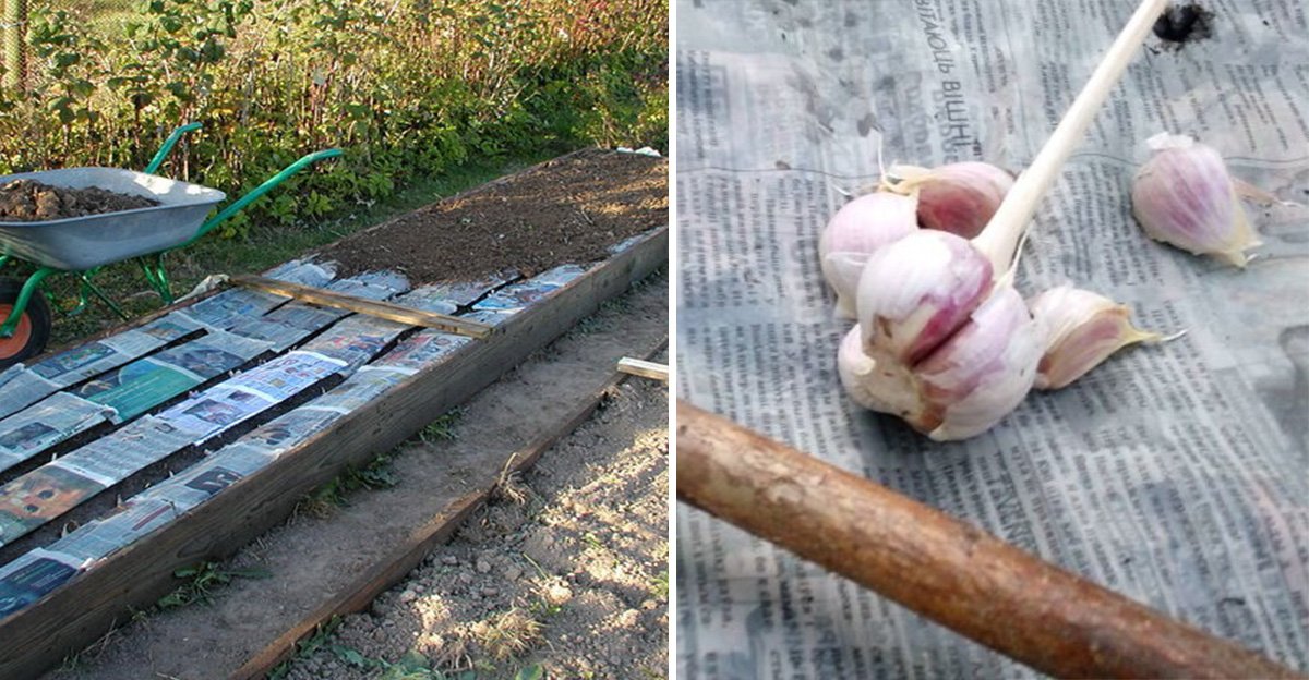 Táto metóda SADENIA CESNAKU je ideálna pre všetkých zaneprázdnených ľudí! Aj ja ho sadím už iba cez NOVINY Táto metóda SADENIA CESNAKU je ideálna pre všetkých zaneprázdnených ľudí! Aj ja ho sadím už iba cez NOVINY