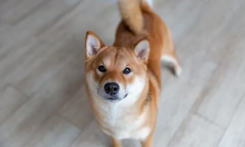 Shiba inu – čo treba vedieť pred jeho obstaraním