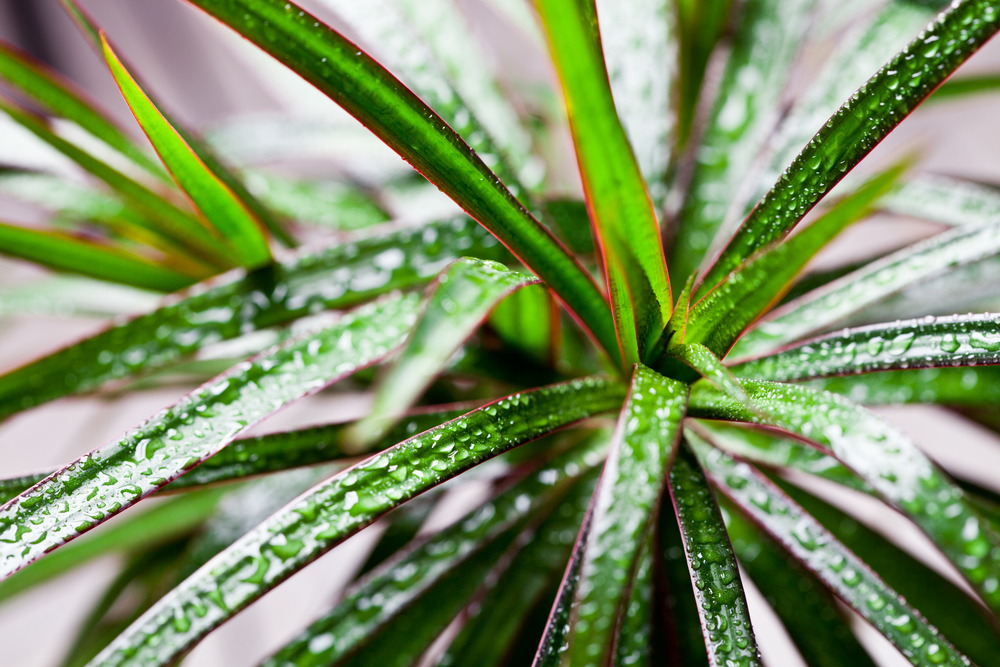 Dracena – pestovanie a starostlivosť o obľúbenú izbovú rastlinu