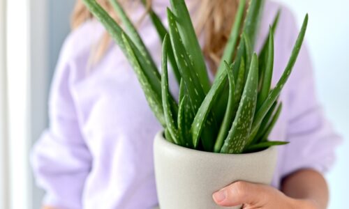 Aloe vera – pestovanie a liečivé účinky rastliny