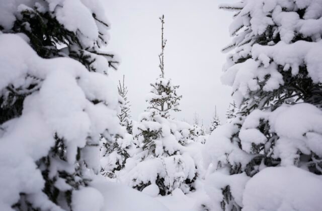 221219_estonia_christmas_trees_photo_gallery_14402-640x420.jpg Radnica českého mesta Louny chce ako vianočný strom na námestie dať jedľu z cintorína