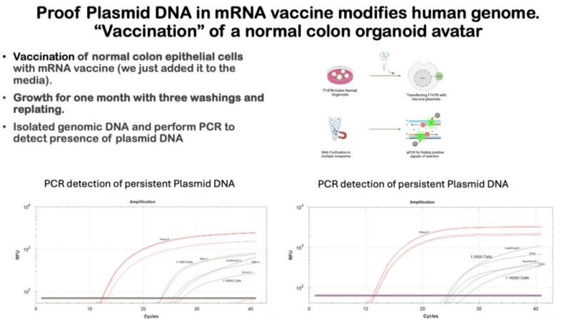 Molekulární vědec potvrzuje: DNA, která kontaminuje mRNA vakcíny, se může integrovat do lidské DNA Molekulární vědec potvrzuje: DNA, která kontaminuje mRNA vakcíny, se může integrovat do lidské DNA