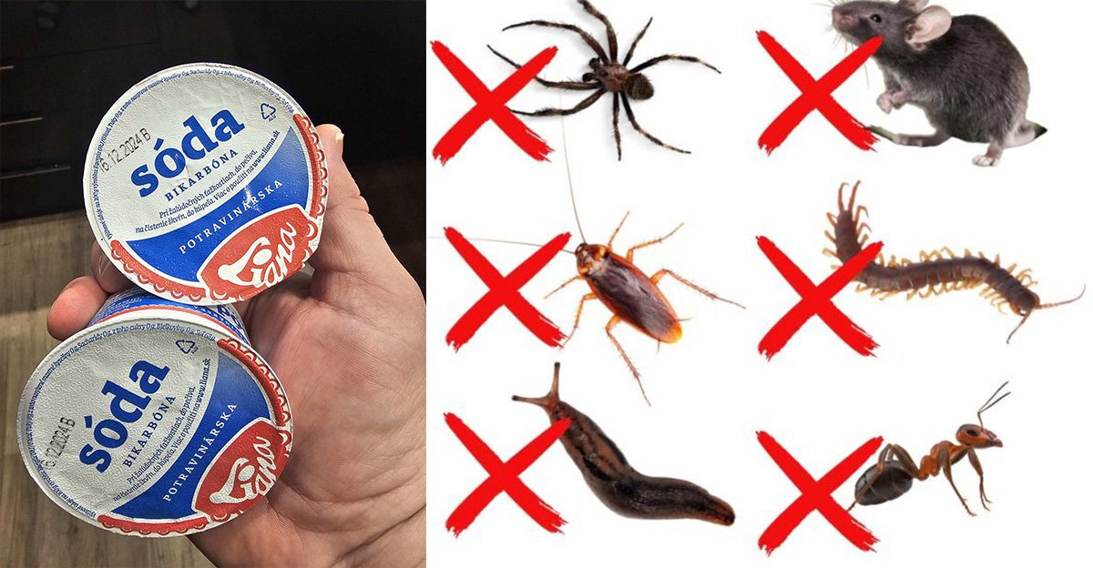 Ako používať sódu bikarbónu na zbavenie sa škodcov – švábov, mravcov, molí, myší, pavúkov atď. Ako používať sódu bikarbónu na zbavenie sa škodcov – švábov, mravcov, molí, myší, pavúkov atď.