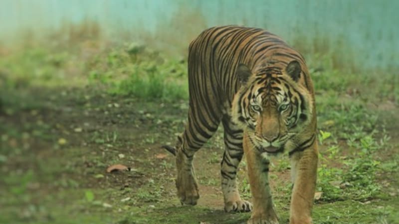 Smrtelný útok tygra v zoo: Šelma pokousala zřízence na hlavě, zapomněl na zásadní opatření