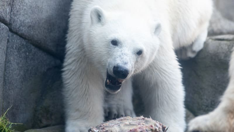 Muž v Kanadě se vrhl na ledního medvěda, aby ochránil manželku. Na pomoc přispěchal soused Muž v Kanadě se vrhl na ledního medvěda, aby ochránil manželku. Na pomoc přispěchal soused