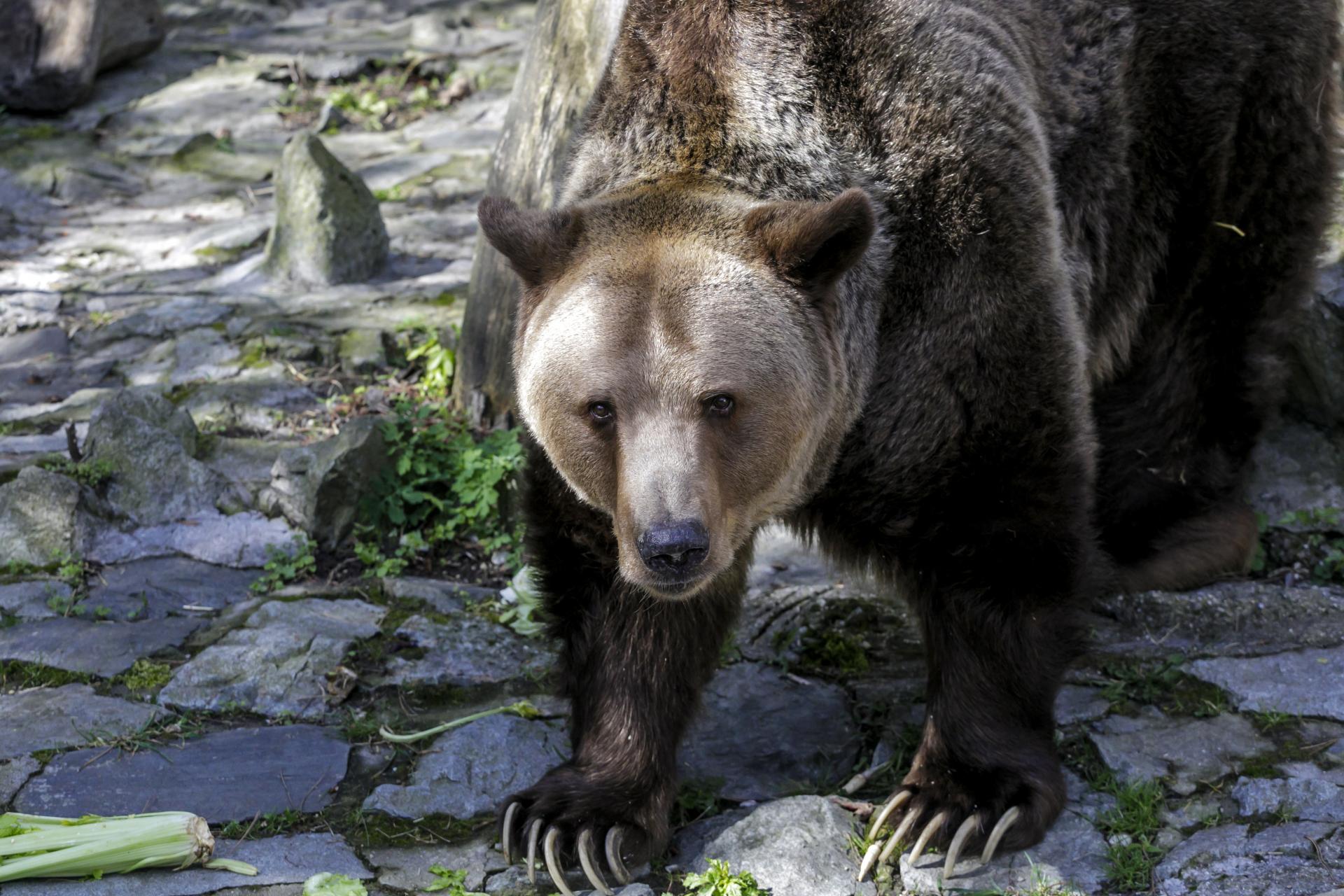 Iniciatíva My sme les podala žaloby voči povoleniam envirorezortu na odstrel medveďov