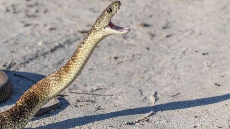 Řidička v Austrálii ucítila šimrání na noze. Zjistila, že se po ní plazí prudce jedovatý had Řidička v Austrálii ucítila šimrání na noze. Zjistila, že se po ní plazí prudce jedovatý had