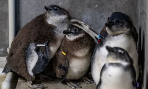 Dva samci tučňáka z královédvorské zoo odchovali první mládě. Vejce adoptovali od jiného páru