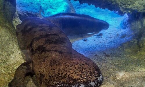 Zemřel Karlo, pražská zoo truchlí. Patřil k rekordmanům, stál i za amputací prstu chovatele