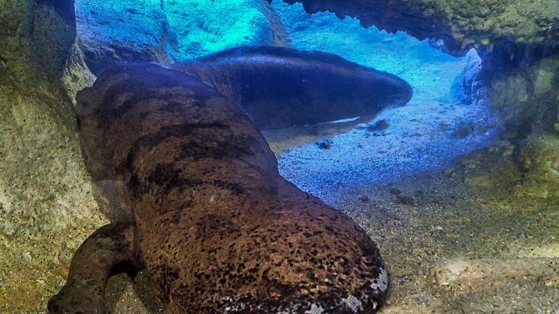Zemřel Karlo, pražská zoo truchlí. Patřil k rekordmanům, stál i za amputací prstu chovatele