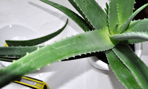 Zaobstarať si túto rastlinu bola naozaj dobrá a užitočná voľba! Aloe vera je rastlina s nezvyčajnými vlastnosťami