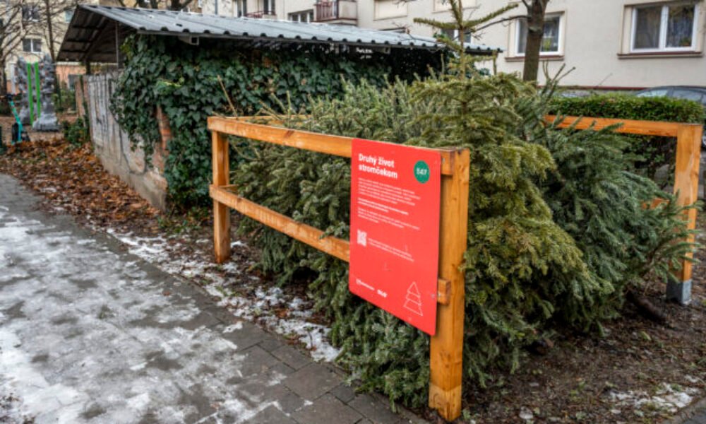 Bratislava od utorka začína so zberom vianočných stromčekov, odvážať ich budú až do 14. februára