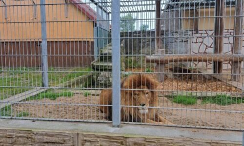 Zoologická záhrada v Spišskej Novej Vsi postaví levovi Lordovi nové bývanie, kde by mohol byť chovaný aj párik levov