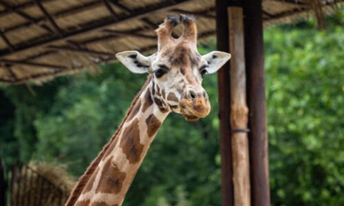 V bratislavskej ZOO náhle uhynula žirafa Salome, stádo už pozostáva len z dvoch jedincov