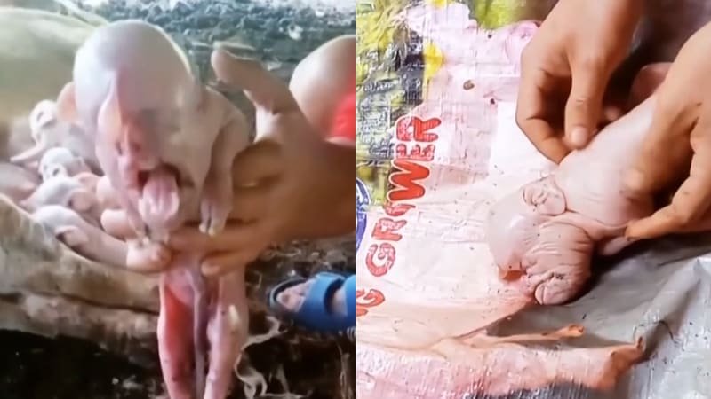 Sele s lidskou hlavou a dětským pláčem vyděsilo filipínské vesničany. Video je hitem internetu Sele s lidskou hlavou a dětským pláčem vyděsilo filipínské vesničany. Video je hitem internetu