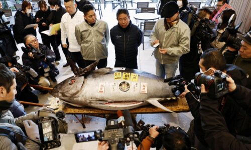 V Japonsku vydražili tuniaka za milióny jenov, bude z neho sushi