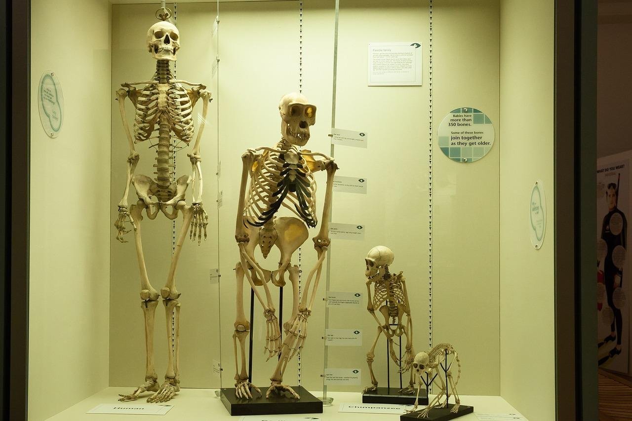 Vývoj človeka je zamotanejší, než sme si mysleli, ukazuje objav Homo juluensis Vývoj človeka je zamotanejší, než sme si mysleli, ukazuje objav Homo juluensis