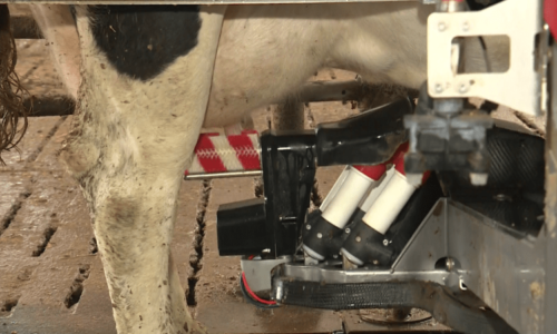 Roboti přebírají od lidí dojení krav. Farmáři si je chválí, nahrazují chybějící personál