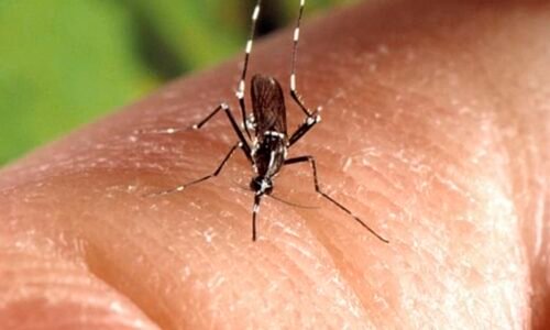 V Česku přibývá případů horečky dengue či malárie. Jak předcházet exotickým nemocem?