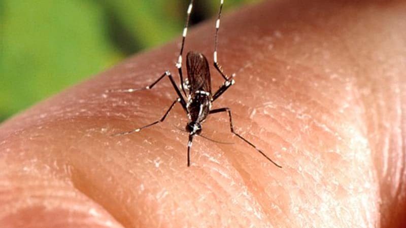 V Česku přibývá případů horečky dengue či malárie. Jak předcházet exotickým nemocem? V Česku přibývá případů horečky dengue či malárie. Jak předcházet exotickým nemocem?