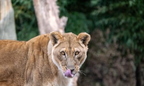 Lvi sežrali chovatele v zoo, který se je snažil odchytit. Svůj postup si natáčel na mobil